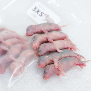 Rats congelés 3XS 7-15g, nourriture pour serpents, rongeurs, nourriture pour reptiles riche en protéines, vente en gros, sans salmonelle - Product Image 2