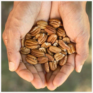 Noix de pécan fraîches de bonne qualité pour les importateurs - Product Image 5