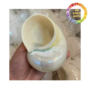 Coquille de Turbo naturelle polie avec éclat nacré turquoise pour la décoration côtière, la bijouterie, l'artisanat et le bricolage - Product Image 5