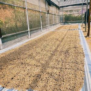 Granos de Café Verde Arábica Catimor de Procesamiento Natural, Grado Especial de Vietnam, Talla 16, Vida Útil de 18 Meses - Product Image 6