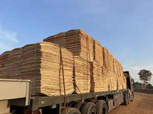 Chapa de Madera Dura Industrial de Corte Rotatorio, Duradera y Ecológica, con 10-12% de Humedad para la Producción de Contrachapado - Product Image 2