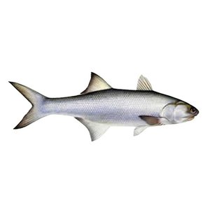 Filete de Salmón Congelado, Salmón Atlántico Fresco y Congelado, Salmón Entero Congelado, Precio Bajo en Venta - Product Image 5