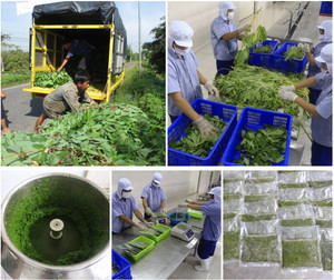 ใบมันสำปะหลังสดแช่แข็งที่100%: คุณภาพสูงพร้อมราคาถูกสำหรับอุตสาหกรรมอาหารโดยตรงจาก99ข้อมูลทองคำในเวียดนาม - Product Image 6