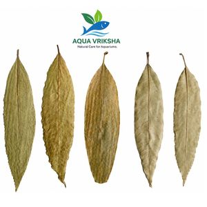 AQUA VRIKSHA Hojas de Mango Secas Naturales para Acuario | 19-25 cm | Paquete de 500 - Product Image 1