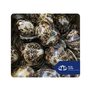 [MEJOR VENDIDO] |   Conchas de Limpet para Producción de Artesanías, Usos Decorativos y Líneas de Productos para Venta Minorista, Vietnam - Product Image 1