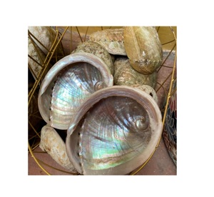Coquille d'ormeau naturelle polie, matériau artisanal écologique du Vietnam pour la décoration intérieure et la fabrication de bijoux, modèle Emma 99 GOLD DATA - Product Image 1
