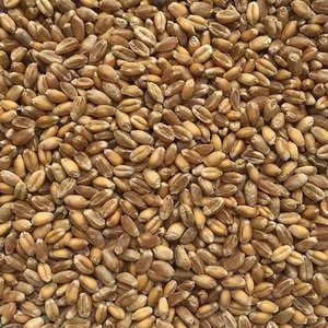 Grano de Trigo de Alta Calidad, 98% de Pureza, Cosecha 2026, Diferentes Grados, Certificado para Exportación, Origen Austria, Precio de Fábrica, Venta Caliente - Product Image 3