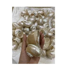 ด้ามจับเทอร์โบหอยมุกแกะสลักด้วยมือขนาด20ซม. ช้อนทำอาหารเครื่องใช้บนโต๊ะอาหารสไตล์วินเทจใช้ในงานปาร์ตี้ร้านอาหารใช้เป็นของขวัญเพื่อธุรกิจ - Product Image 6