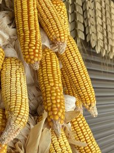 Premium Quality Dried Yellow Corn Organic Yellow Sweet Corn Non-GMO Dried <b>Grain</b> for Human Consumption - Product Image 2