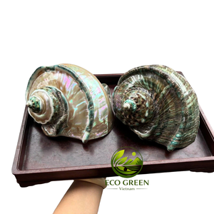 Concha Marina Grande Pulida para Diseño de Interiores de Inspiración Marina, Restaurantes Costeros, Resorts, Villas y Hoteles Boutique - Product Image 4