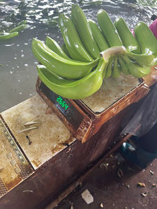 Bananes Highland Cavendish de qualité supérieure à saveur sucrée, emballées fraîches pour l'exportation, la vente au détail et en gros - Product Image 2