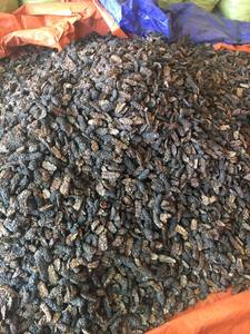 Tranches de Noni séchées transformées pour la préparation de thé et les applications alimentaires, avec une qualité stable et un approvisionnement à l'exportation - Product Image 3