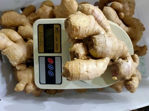 CREKS <b>Fresh</b> Young <b>Ginger</b> Root Natural Rhizome (25kg) for Cooking Retail & Food Processing - Product Image 4