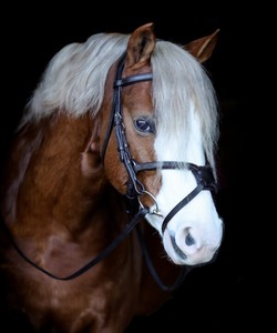 บังเหียนม้าหนังแท้เม็กซิกัน ANNABELLE EQUESTRIAN รุ่น Ultimate Comfort Grackle ปรับขนาดได้ ขายส่ง ราคาดีที่สุดจากผู้ผลิต - Product Image 1