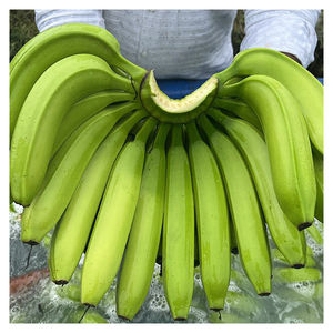 Plátanos Cavendish Orgánicos al por Mayor, Alta Calidad, Precio Competitivo, Delicioso Sabor, FRESCOS - Product Image 6