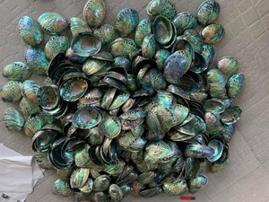 [DISPONIBLE] |   Petites coquilles de crabe ermite jaunes, blanches, vertes, argentées pour la décoration intérieure, fournitures en gros du Vietnam - Product Image 5
