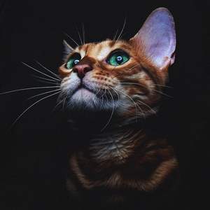 Camisetas de cuello redondo para hombre, estilo vintage, transpirables, ecológicas, de talla grande, servicio OEM, 100% algodón. - Product Image 3