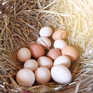 Huevos de gallina frescos de granja, blancos y marrones, seleccionados, con cáscara, de calidad, con embalaje seguro y servicio de exportación para compradores mayoristas. - Product Image 4