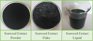 Extracto de Algas Marinas Soluble en Agua, Fertilizante Orgánico en Polvo, Polvo en Escamas - Product Image 4