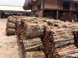 อบเชยแท่งแยกส่วน คุณภาพดีที่สุด อบเชยดิบธรรมชาติจากเวียดนาม ส่งออกได้ รับรองมาตรฐาน GAP/GMP/HACCP/KOSHER บรรจุ 20 กก. อบแห้งด้วยแสงแดด - Product Image 6