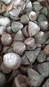 Collection de coquillages décoratifs écologiques, coquillages naturels d'escargot, coquillages d'huîtres rouges et blancs, gravier 18x20cm pour aquarium, jardin, aménagement paysager - Product Image 6
