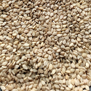 Semillas de sésamo naturales sin descascarillar con 99% de pureza, proveedor y exportador a granel de la India - Product Image 1