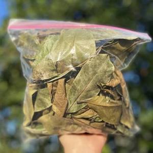 Dried Soursop Leaves Broken Black <b>Tea</b> Non Sugar in Ziplock Bag Premium Natural Bulk Organic Vietnam Export - Product Image 2