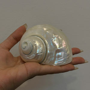 ACCENTS DÉCORATIFS POLIS SEASHELL POUR ACCESSOIRES DE MODE ET CADEAUX FAITS MAIN SOURCÉS DU VIETNAM - Product Image 5