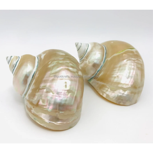 Vente chaude Naturel Poli Vert Turbo Shell Bandes Vert Turbo Coquillages Du Vietnam - Product Image 1