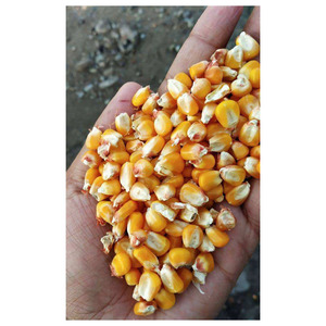 Harina de Gluten de Maíz de Alta Calidad y Alimento para Caballos - Product Image 4