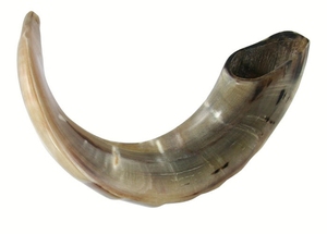 Shofar Judío Artesanal de Cuerno de Carnero, Pieza Decorativa Musical para Oración y Festividades, Elegante Regalo, Cuerno de Carnero Pulido - Product Image 4