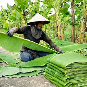 Top Quality Fresh Banana Leaf Made in Vietnam - <b>Cheap</b> Price Natural 100% Banana Leaf Export - Ms. Alina - Product Image 3