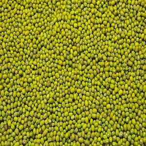 Pure Natural Protein Source Bulk Wholesale Healthy Green Mung <b>Beans</b> Fresh Harvest Dried Mung <b>Beans</b> Factory Direct Export - Product Image 1