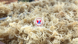BEST SELLER Golden Yellow Sun Dried Spineless Sea Moss Cottonii Seaweed Food Grade Marine Thickener For Soup Salads - Product Image 6