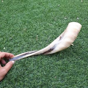 Shofar de cuerno de carnero pulido a mano, de la India, completamente pulido, de 12 a 14 pulgadas, para sonar. - Product Image 5