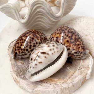Coquillages de cauris naturels bruts avec des taches brunes et une base crème, DIY pour la décoration de la maison - Product Image 1