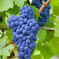Exporteur Leverancier Vitis Vinifera Fruit Natuurlijke Botanische Grondstof voor Kruidenproducten Groothandel