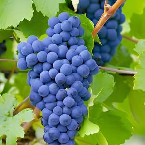 Fournisseur Exportateur de Matière Première Botanique Naturelle de Fruit de Vitis Vinifera pour Produits à Base de Plantes en Gros - Product Image 1