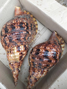 Concha de Trompeta de Tritón Gigante Natural Charonia Tritonis, Concha Marina Grande para Manualidades - Macy - Product Image 3