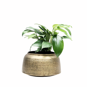Maceta de latón antiguo con acabado tallado a mano, macetero para plantas de interior, estilo rústico, diseño circular para decoración del hogar - Product Image 4