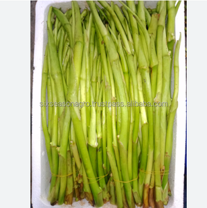 Feuilles de Taro Vertes Fraîches Qualité Export Feuilles de Colocasia Légumes Feuillus Biologiques pour la Cuisine Fournisseur en Gros - Product Image 5