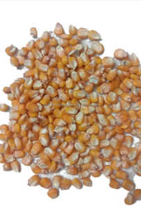 Quantité en vrac de maïs jaune pour l'alimentation animale disponible à la vente - Product Image 5