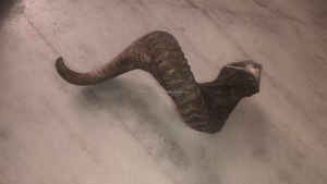 เขาแกะธรรมชาติ ชอฟาร์ แกะสลักขัดเงา สำหรับเป่า เครื่องดนตรีทางศาสนา และของสะสมทางศิลปะ คุณภาพโคเชอร์ - Product Image 2