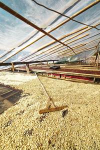 Granos de Café Verde Arábica Más Vendidos de Vietnam, Cosecha Fresca, Café Crudo, Precio Directo de Fábrica OEM ODM - Product Image 3