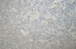 Kashmir White Premium Modern Design Granite Tile Polished Surface for Kitchen Bathroom & Villa-Big Slab Form - Product Image 2