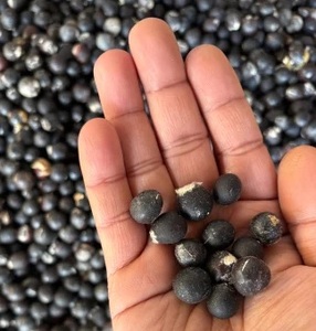 Graines de noix de savon en vrac - Product Image 5