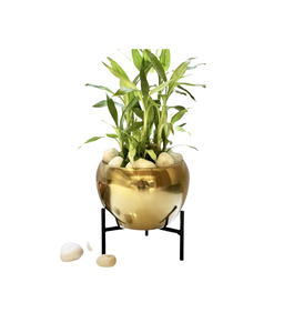 กระถางดอกไม้โลหะสีทอง ดีไซน์หรูหรา โทนสีทองเหลือง สำหรับตกแต่งสวนทั้งภายในและภายนอกอาคาร - Product Image 3