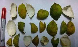 Cáscara de limón seca de alta calidad de Vietnam para exportación con el mejor precio al por mayor - Product Image 3