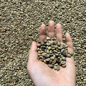 Best Selling 100% Natural Robusta Coffee <b>Beans</b> Green Process Jute <b>Bag</b> Top Manufacturer Wholesale Price Ready for Export - Product Image 1