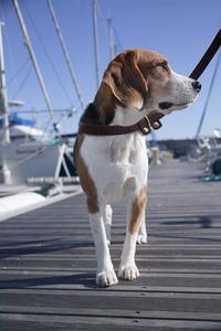 Collier et laisse pour chien en cuir de vache souple de haute qualité / Laisse en cuir souple roulé fait main avec quincaillerie en laiton massif - Product Image 3